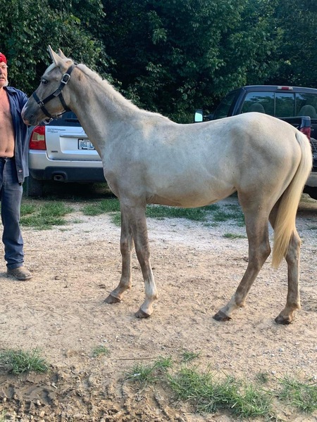 Sweet Well Bred Silver Grulla Filly 