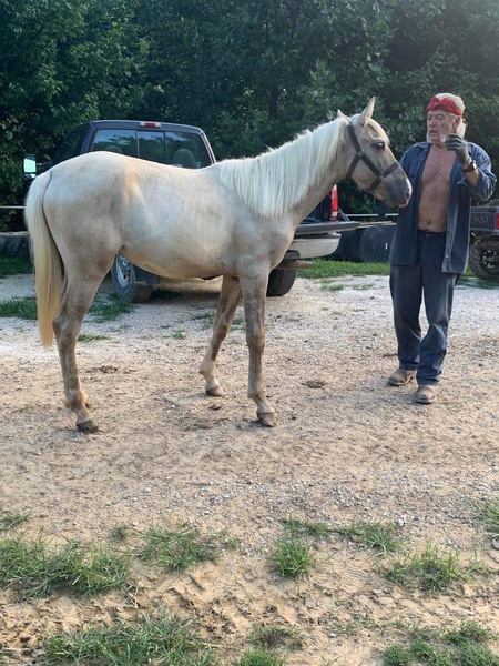 Sweet Well Bred Silver Grulla Filly 