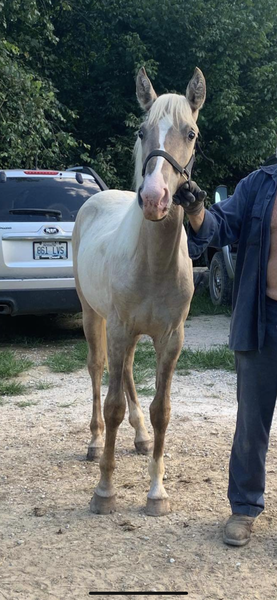Sweet Well Bred Silver Grulla Filly 