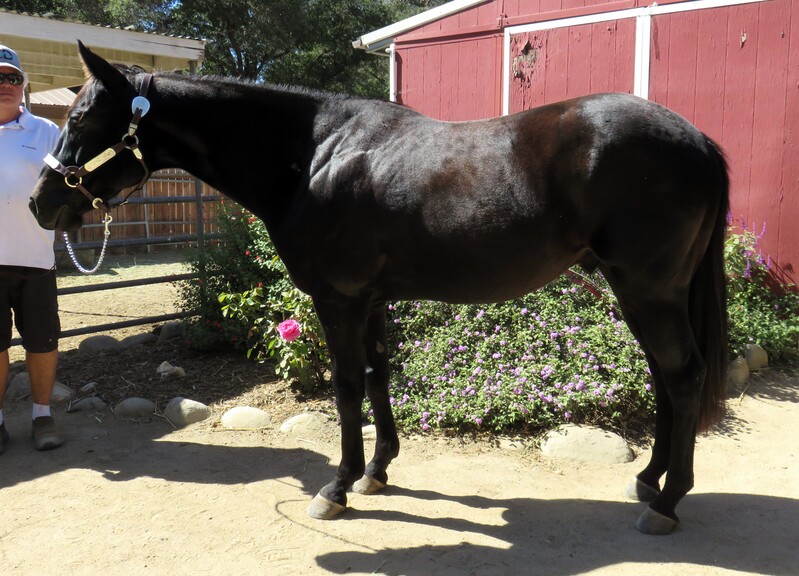 7 YEAR OLD 15 HAND BLACK GELDING