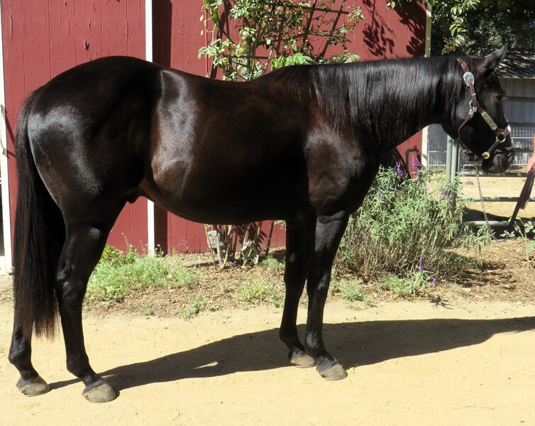 7 YEAR OLD 15 HAND BLACK GELDING