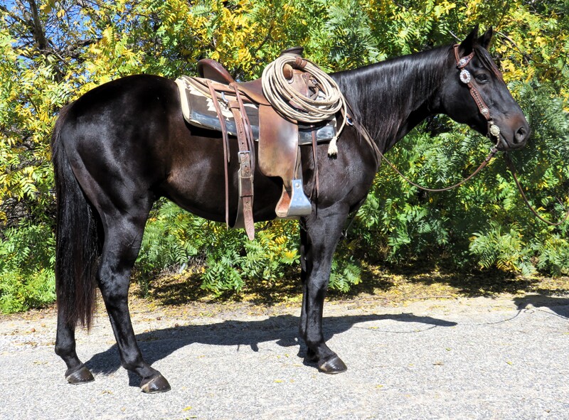 7 YEAR OLD 15 HAND BLACK GELDING