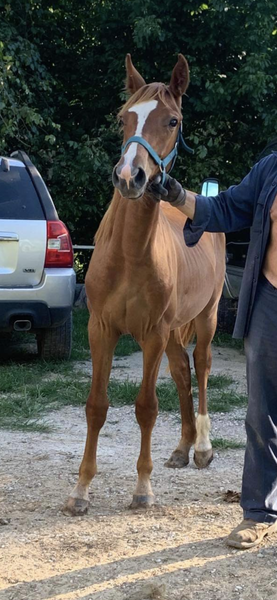 Flashy Sweet Yearling Gelding 