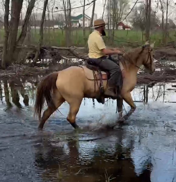 Smooth Gaited Dark Champagne Trail Horse 