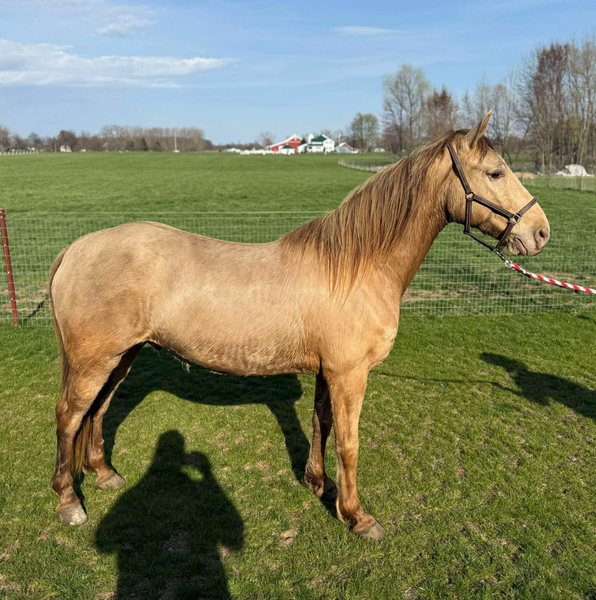 Smooth Gaited Dark Champagne Trail Horse 