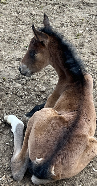 Gorgeous Bay Weanling Colt