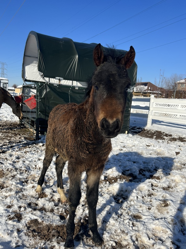 Gorgeous Bay Weanling Colt