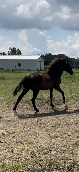 Well Bred Black Yearling Colt 