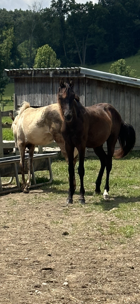 Well Bred Black Yearling Colt 
