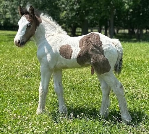 Beautiful Well Bred Weanling Colt 
