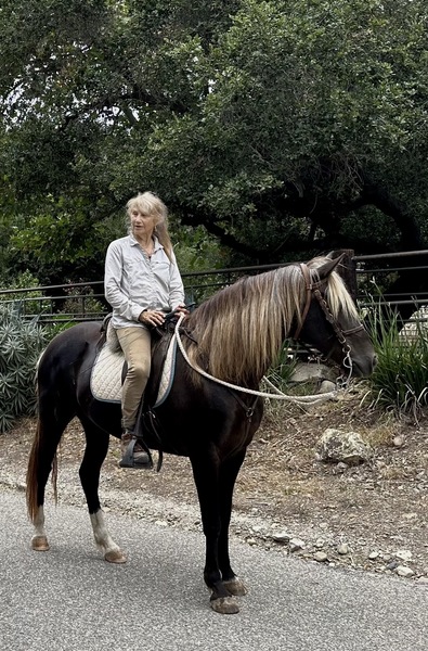 Gorgeous Well Trained Trail Horse