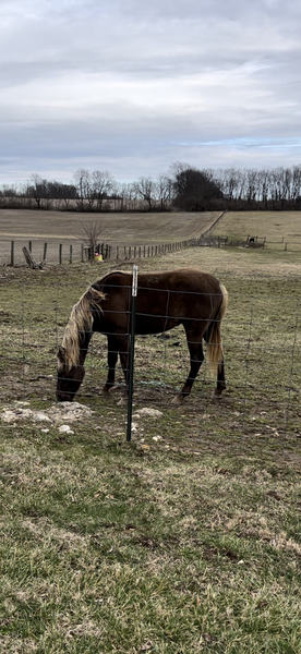 2 Yr Old Chocolate Gelding