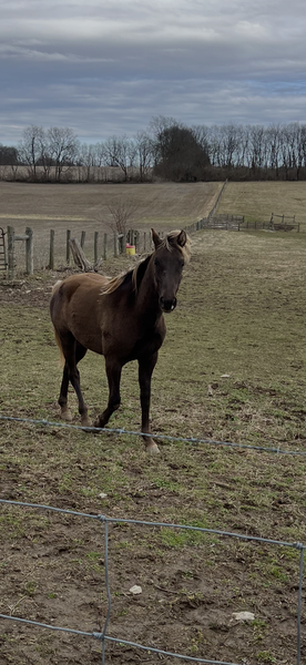 2 Yr Old Chocolate Gelding