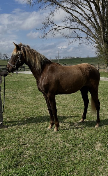 2 Yr Old Chocolate Gelding