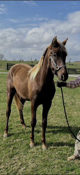 2 Yr Old Chocolate Gelding 