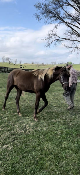 2 Yr Old Chocolate Gelding