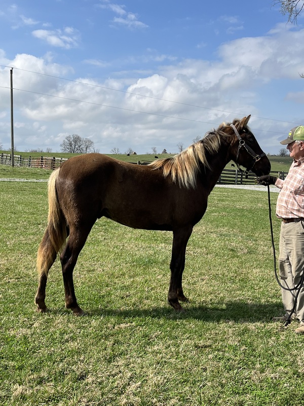 2 Yr Old Chocolate Gelding