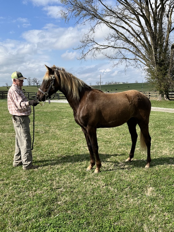 2 Yr Old Chocolate Gelding