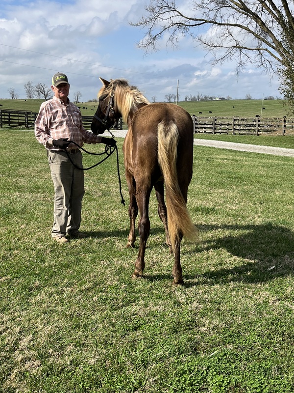 2 Yr Old Chocolate Gelding