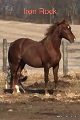 2 Yr Old Chocolate Gelding