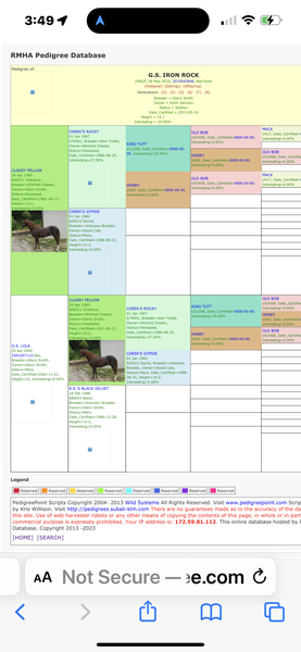2 Yr Old Chocolate Gelding