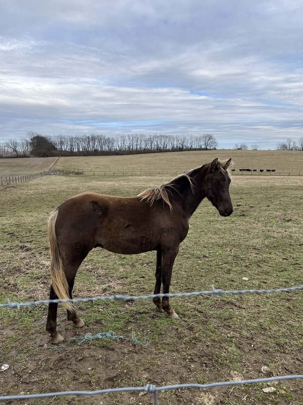 2 Yr Old Chocolate Gelding
