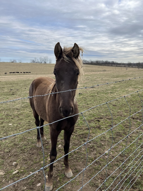 2 Yr Old Chocolate Gelding