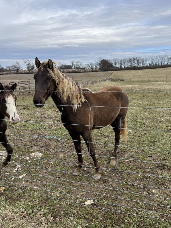 2 Yr Old Chocolate Gelding