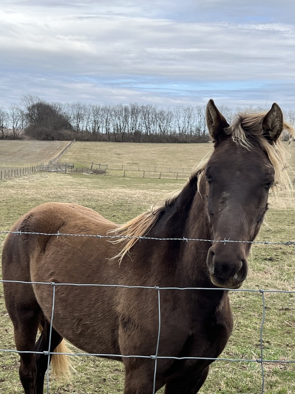 2 Yr Old Chocolate Gelding