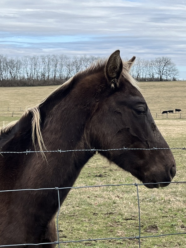 2 Yr Old Chocolate Gelding