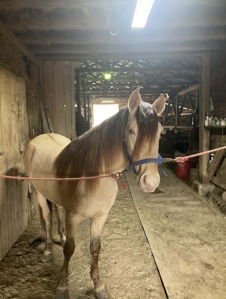 Rare Champagne Grulla Stud Colt 