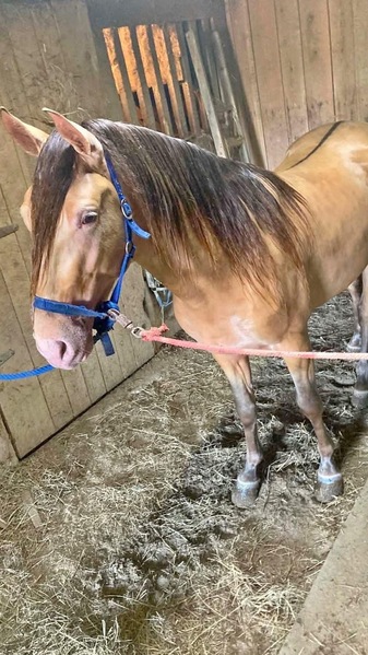 Rare Champagne Grulla Stud Colt 