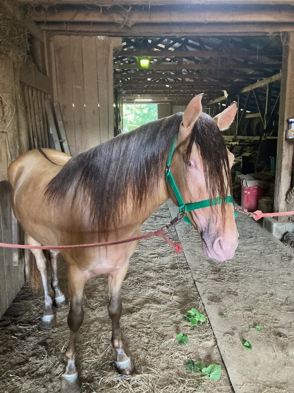 Rare Champagne Grulla Stud Colt 