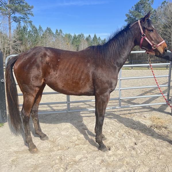 Bay appendix mare