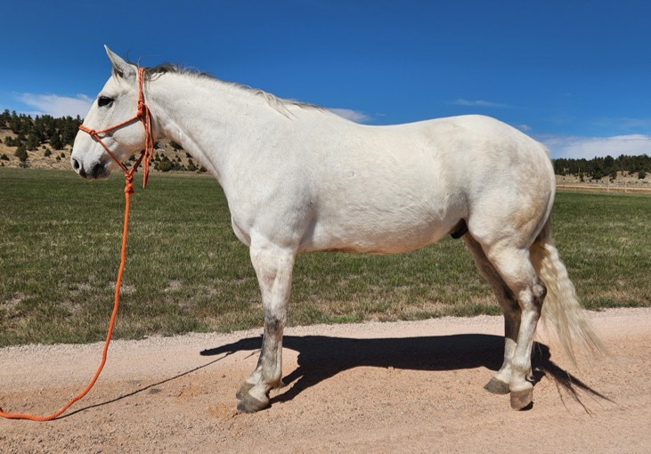 8 YEAR OLD 16 HAND GREY GELDING +++VIDEO+++