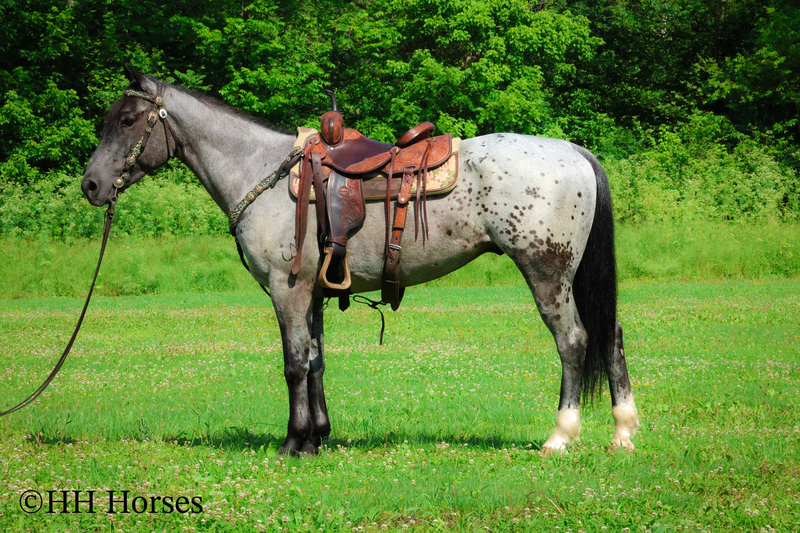 REALLY COOL AQHA BLUE ROAN GELDING, RANCH WORK, REINING TRAINING, TRAIL RIDE, ALSO DRIVES! 