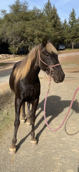 Drop Dead Gorgeous Well Gaited Safe Trail Horse