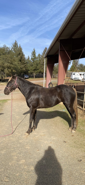 Drop Dead Gorgeous Well Gaited Safe Trail Horse