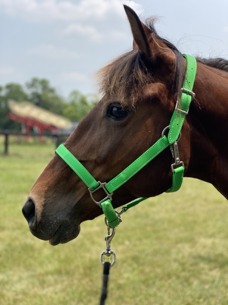 Flashy Gaited Experienced Bay Mare 