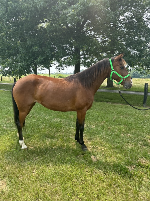 Flashy Gaited Experienced Bay Mare For Sale in Montgomery, Kentucky