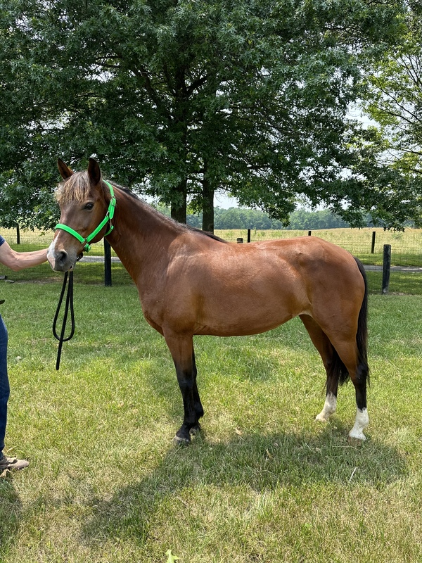 Flashy Gaited Experienced Bay Mare 