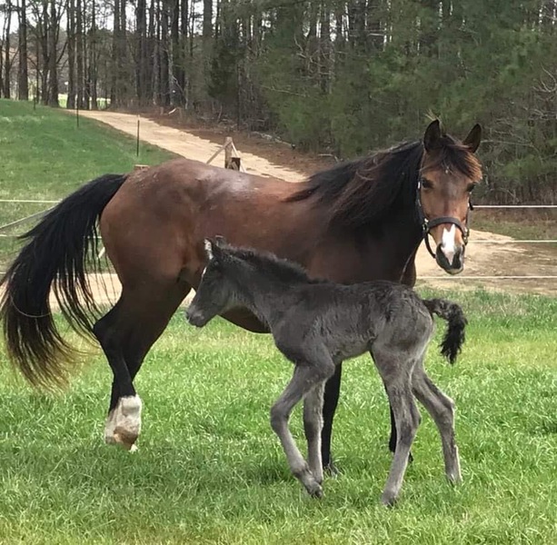 Flashy Gaited Experienced Bay Mare For Sale in Montgomery, Kentucky