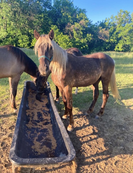 Well Bred Beautiful Chocolate Filly