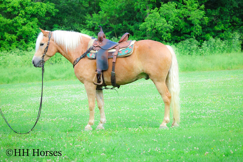 REALLY FANCY TRAVELING REGISTERED HAFLINGER GELDING, RIDES AND DRIVES, ENGLISH AND WESTERN 