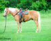 REALLY FANCY TRAVELING REGISTERED HAFLINGER GELDING, RIDES AND DRIVES, ENGLISH AND WESTERN