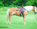 REALLY FANCY TRAVELING REGISTERED HAFLINGER GELDING, RIDES AND DRIVES, ENGLISH AND WESTERN
