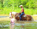 REALLY FANCY TRAVELING REGISTERED HAFLINGER GELDING, RIDES AND DRIVES, ENGLISH AND WESTERN