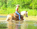 REALLY FANCY TRAVELING REGISTERED HAFLINGER GELDING, RIDES AND DRIVES, ENGLISH AND WESTERN