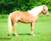 REALLY FANCY TRAVELING REGISTERED HAFLINGER GELDING, RIDES AND DRIVES, ENGLISH AND WESTERN