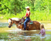 REALLY FANCY TRAVELING REGISTERED HAFLINGER GELDING, RIDES AND DRIVES, ENGLISH AND WESTERN 